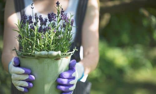holding a pot of lavender.