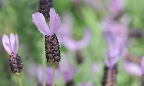 Spanish lavender, as characterized by the pinecones shaped flowers.