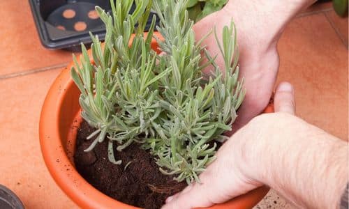 Planting lavender in a pot.