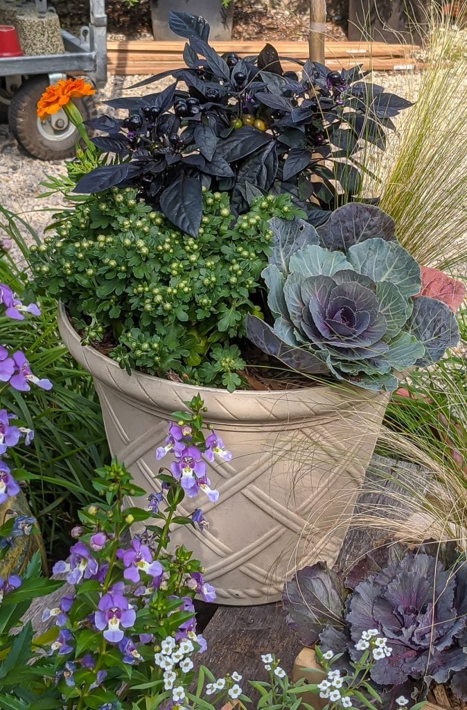 Purple is the theme of this fall container garden.