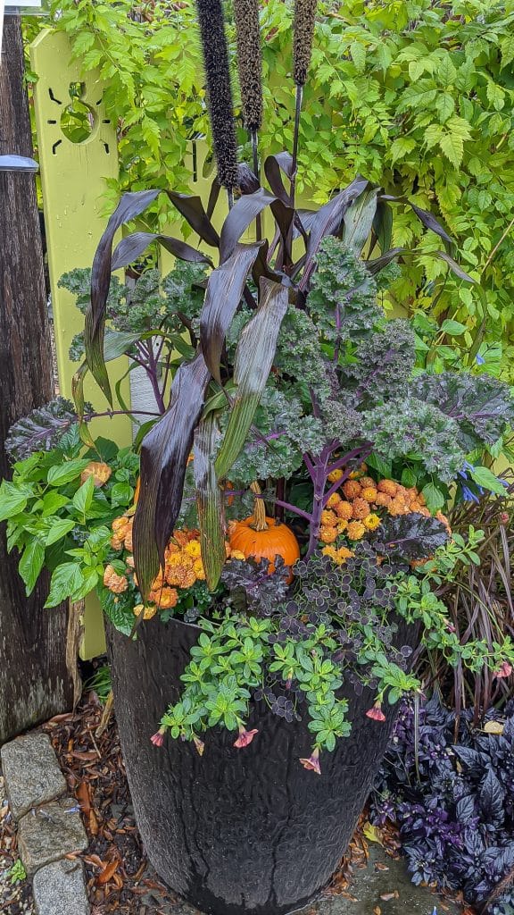 Fall container garden with kale and orange mums.