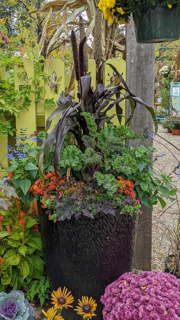 Fall container garden with kale and orange mums.