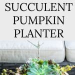 Pumpkin Succulents Planter on table in front of sofa.