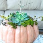 Pumpkin Succulents Planter on table in front of sofa.