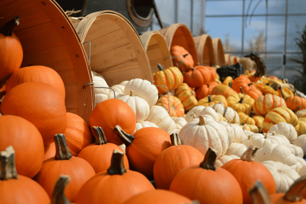 An assortment of pumpkins at a market