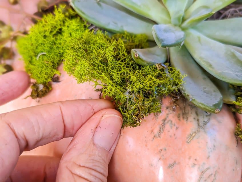Pumpkin Succulents Planter with Moss & Twigs · Nourish and Nestle