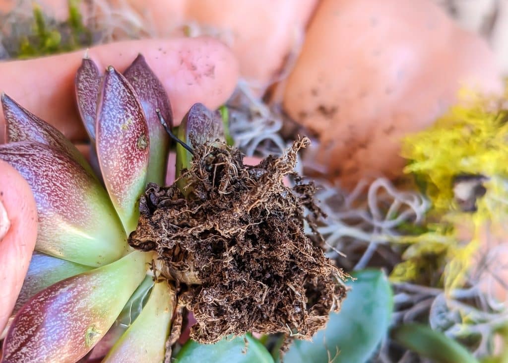 Close up of roots of small succulents.