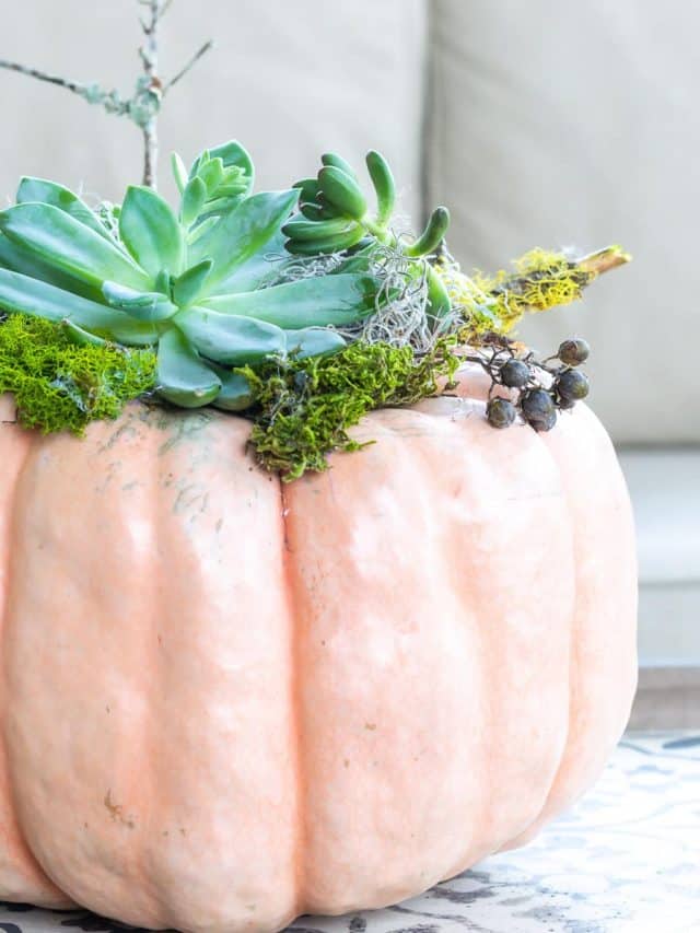 Pumpkin Succulents Planter with Moss & Twigs Story