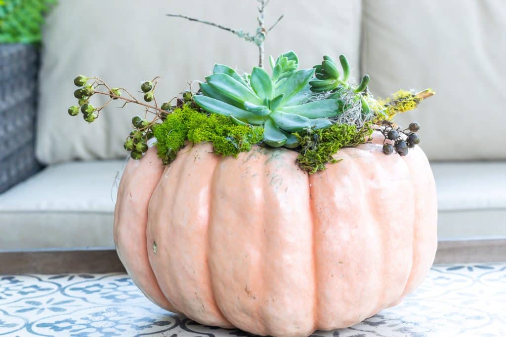 Pumpkin succulents planter on table in front of beige sofa.
