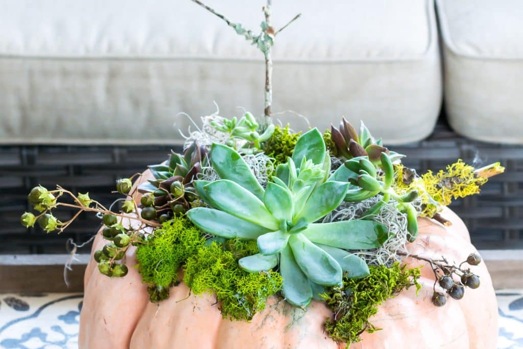 Closeup of Pumpkin Succulents Planter on table in front of sofa.