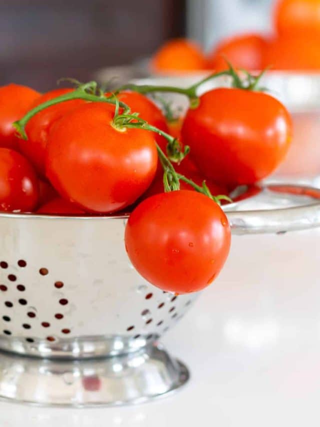 TOMATO COMPANION PLANTS image of a collander with fresh tomatoes spilling out.