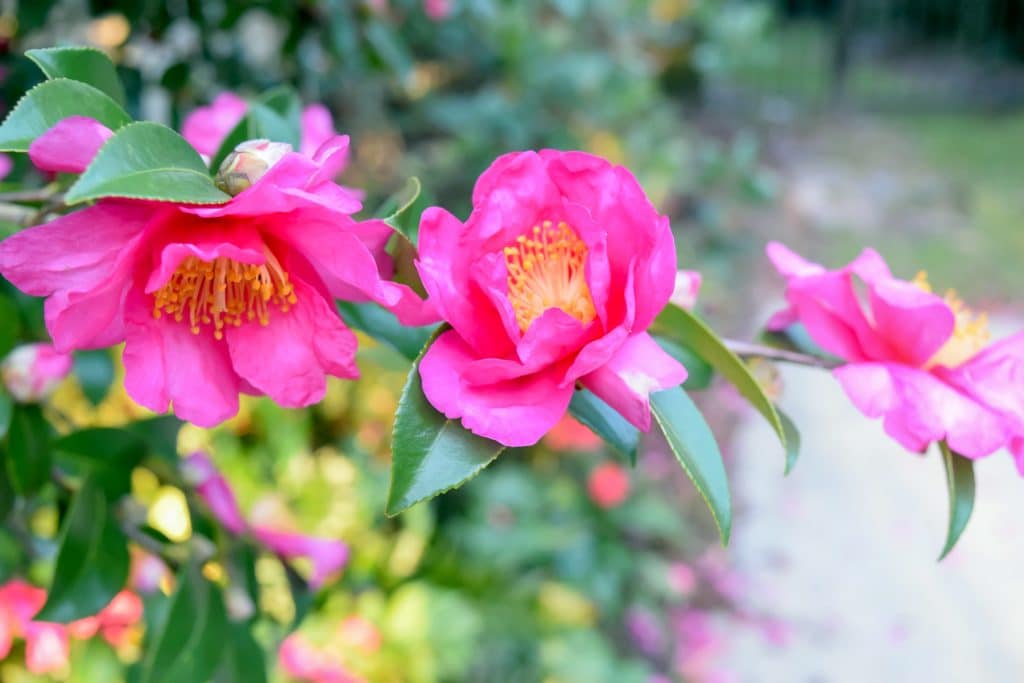 A close-up of a pink flower.