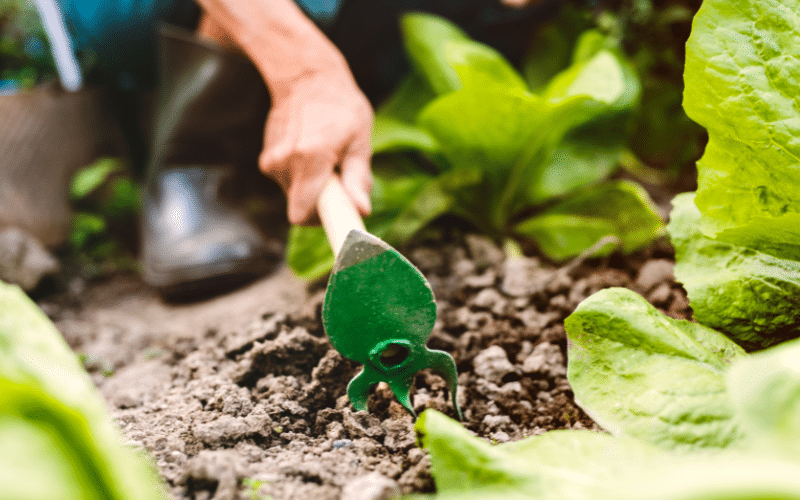 A cultivator working soil in a garden; one of several tips to keep on top of your garden maintenance.