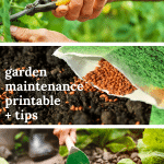 Three images of garden maintenance tasks.