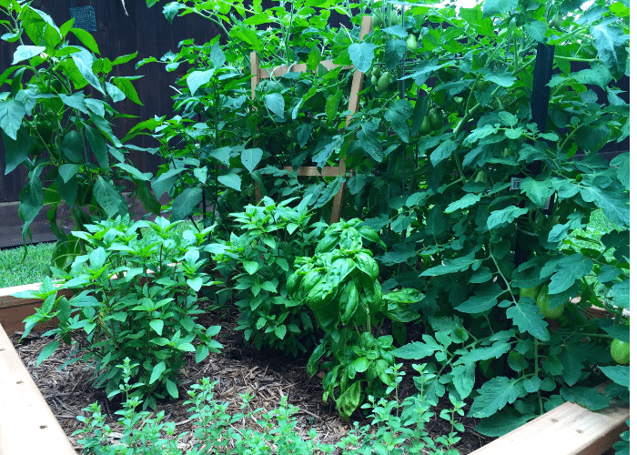 Tomatoes and basil growing in a garden, two very common companion plants.