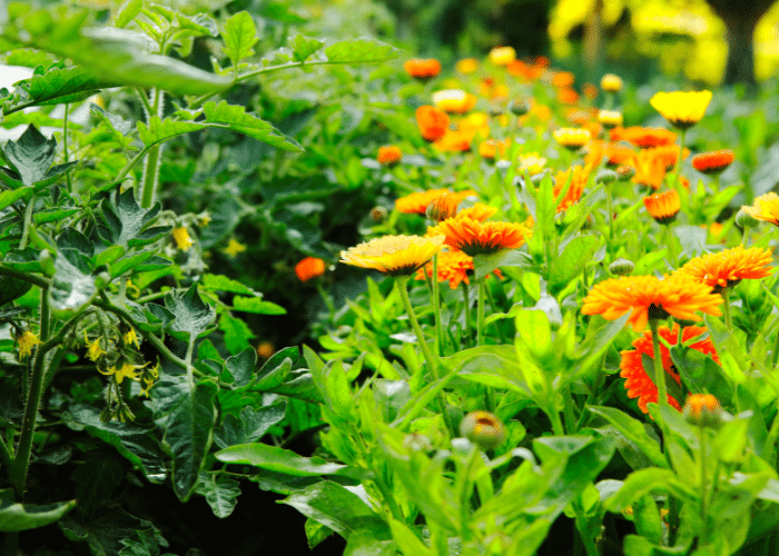 Tomatoes and Marigolds growing together as companion plants.