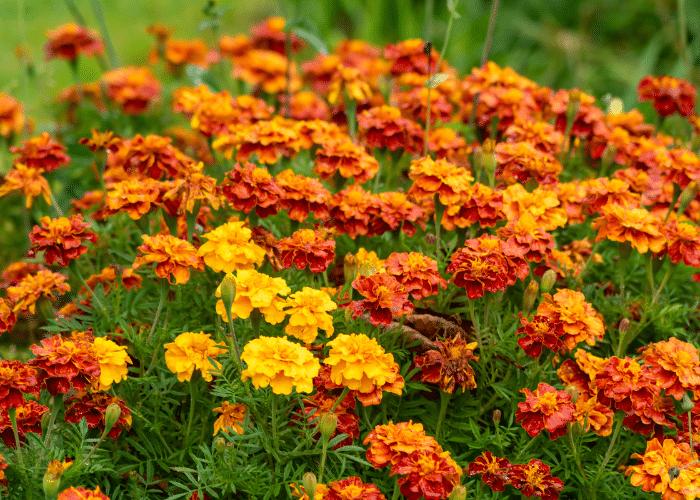 Marigolds in a field. Marigolds are a very companion plant.