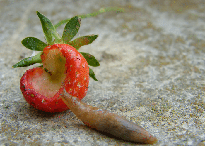 Slug and a strawberry eaten by a slug.