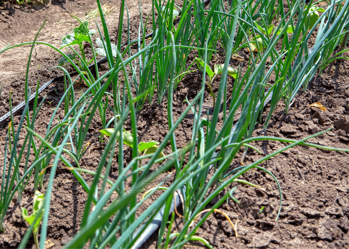 Onions growing amongst peppers.