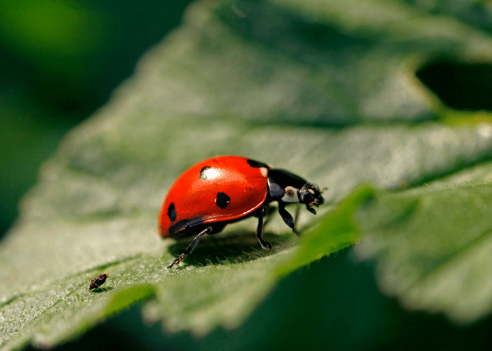 lady bug on leaf.