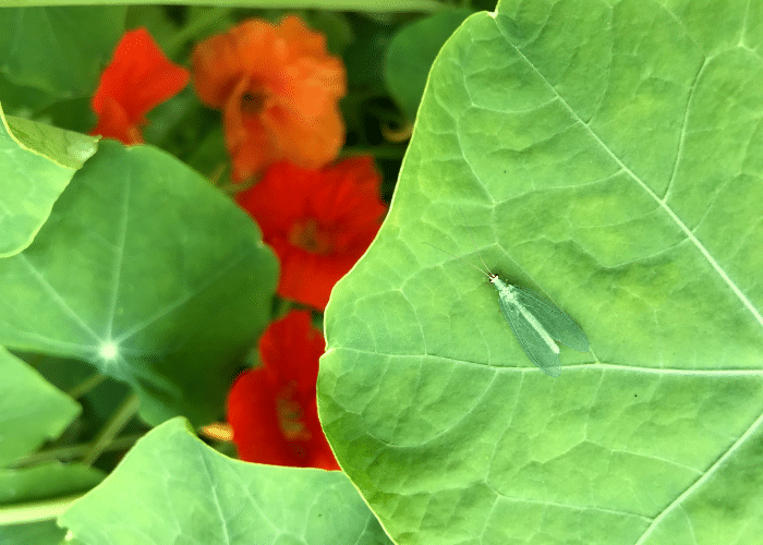 Green Lacewing on nasturtium leaf.