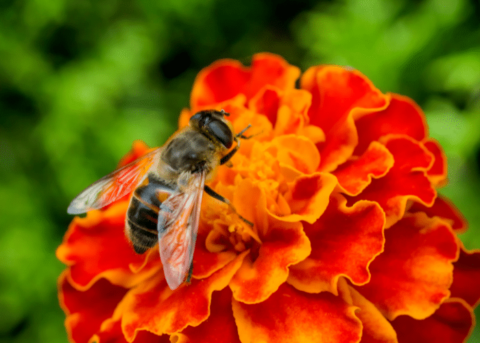Hoverfly on a marigold.