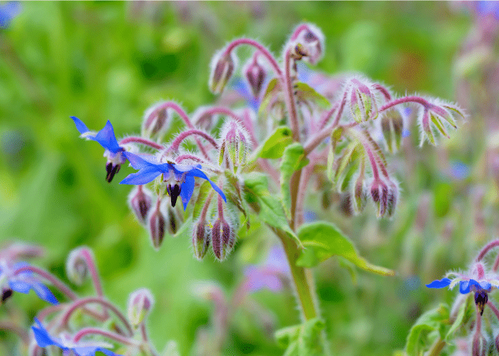 Borage is a great carrot companion plants.