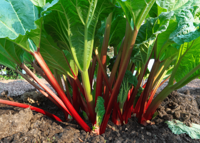 Rhubarb is a fantastic companion plant for strawberries.