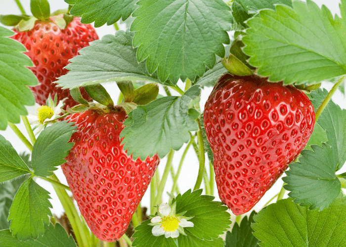 Strawberries on the plant.