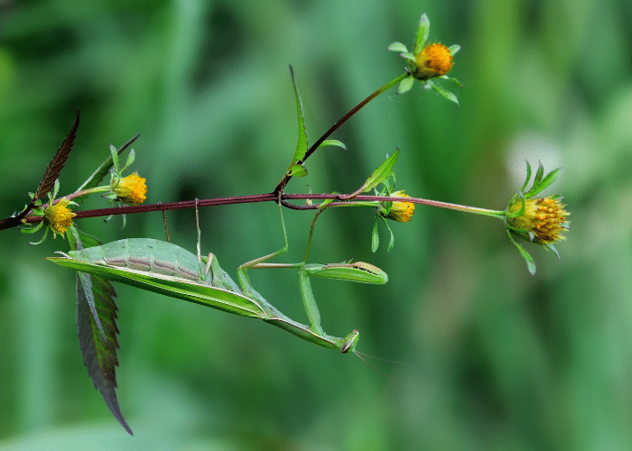 Praying Mantis on flower stalk.