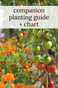 Companion Planting Chart + Guide · Nourish and Nestle