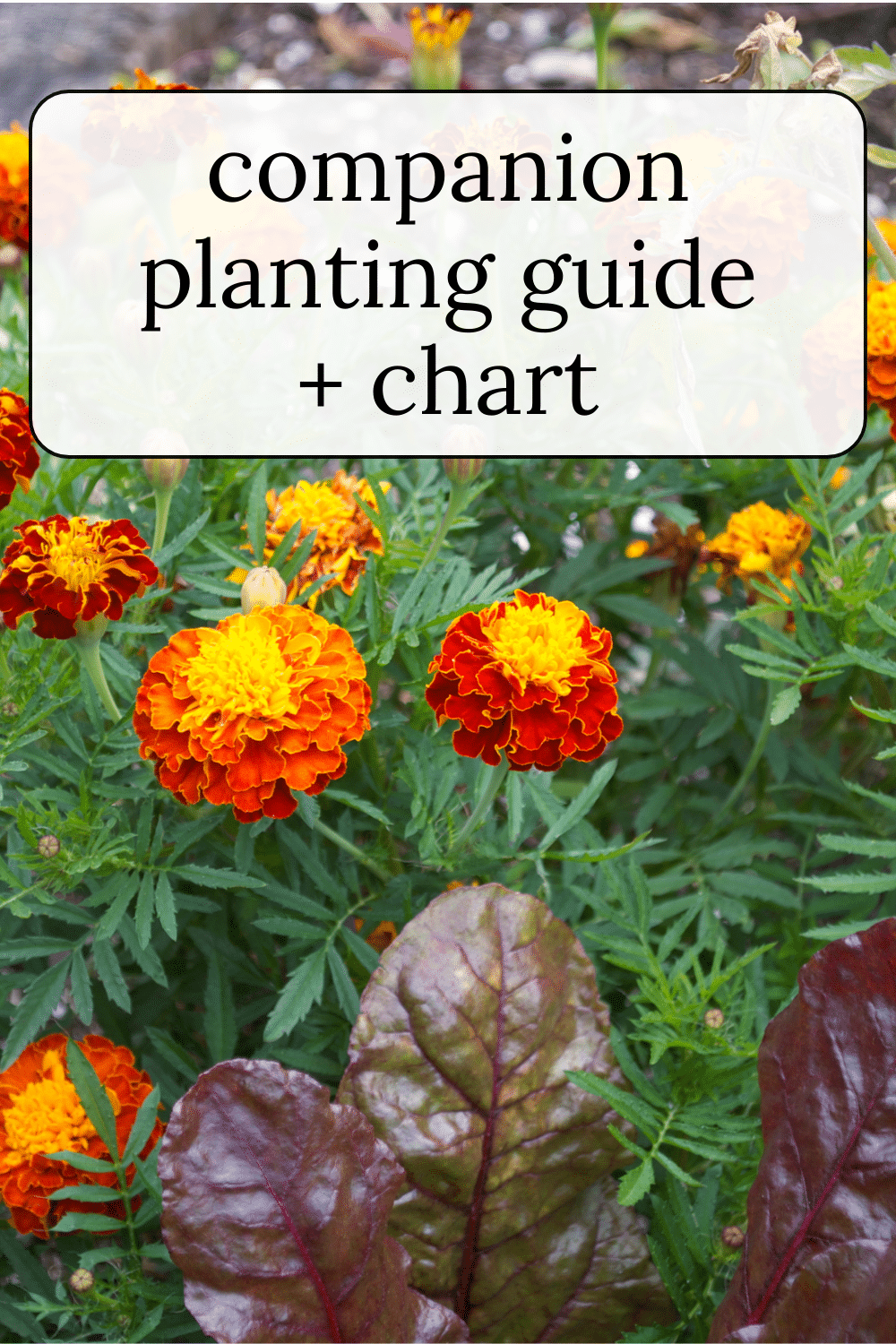 Companion Planting Chart + Guide · Nourish and Nestle