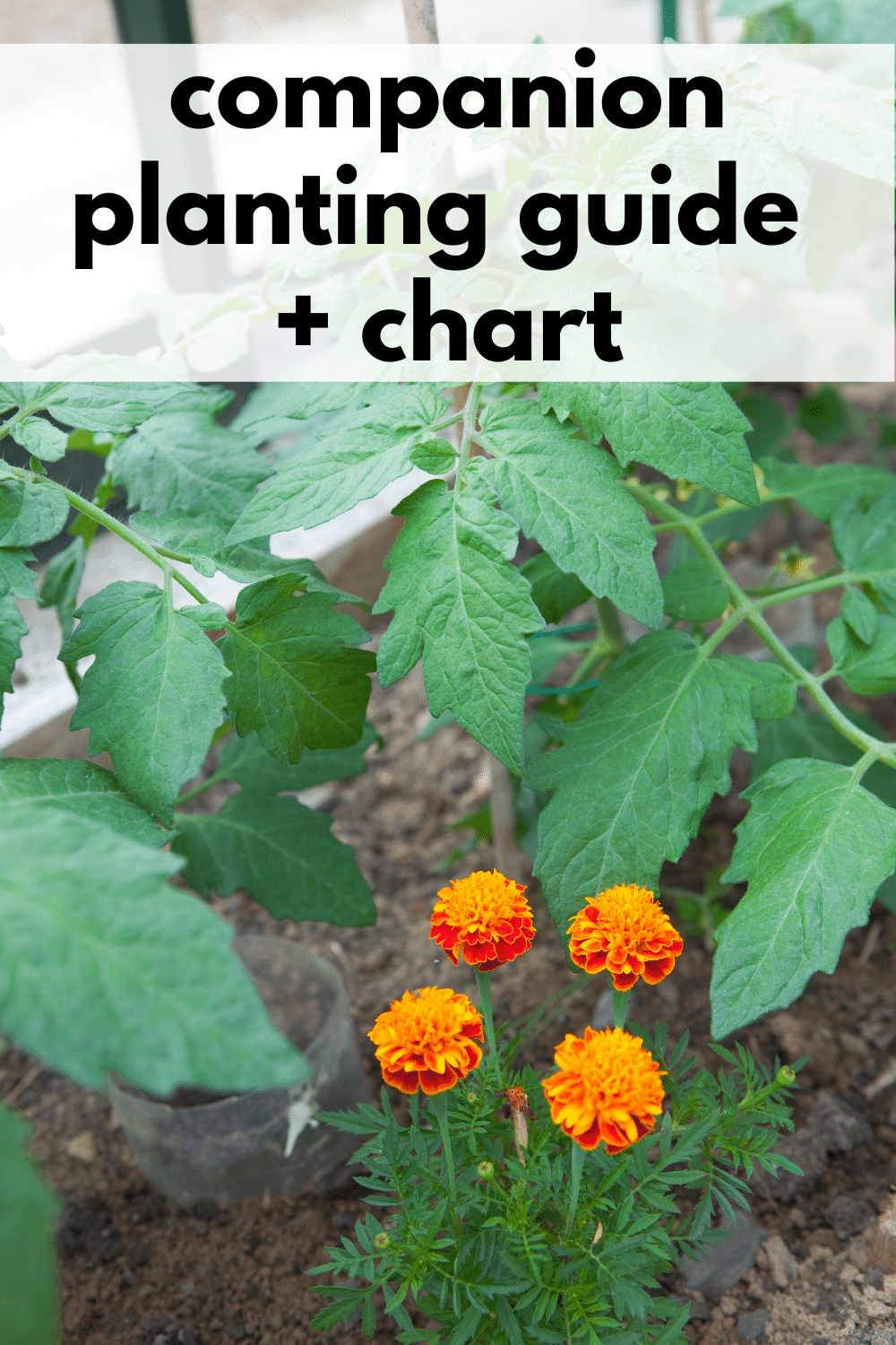 Companion Planting Chart + Guide · Nourish and Nestle