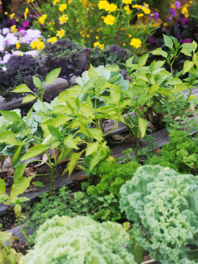 cabbage and beans growing in garden.