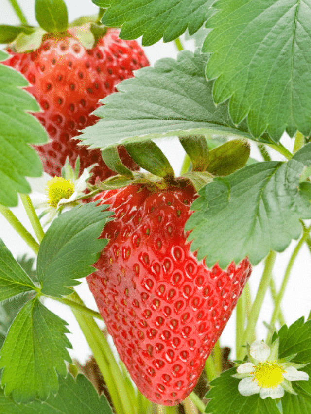 Strawberry Companion Planting Story