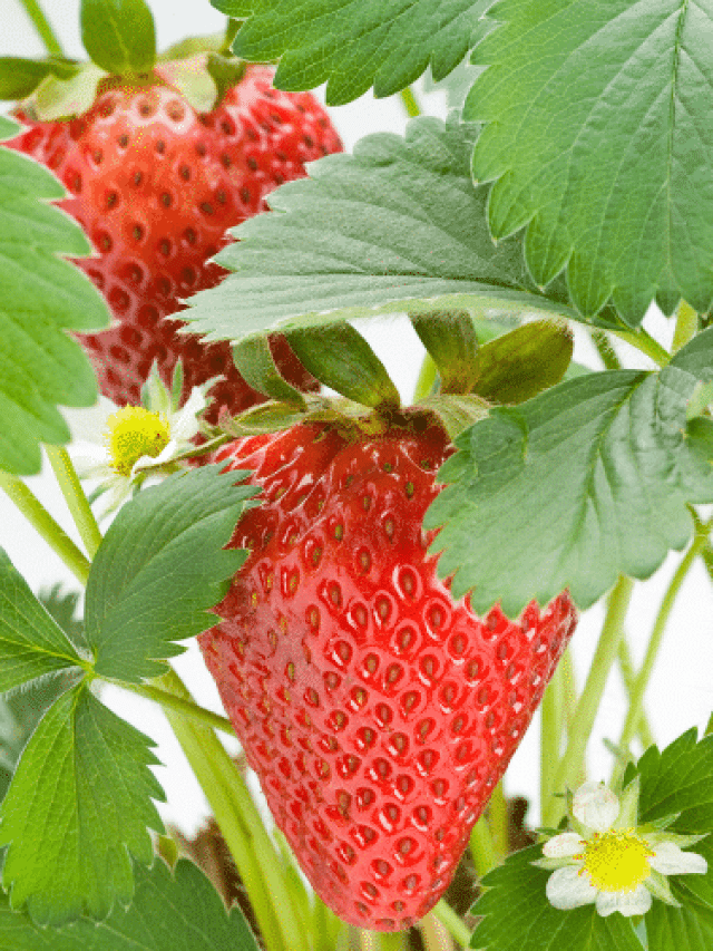 Strawberries on the plant.