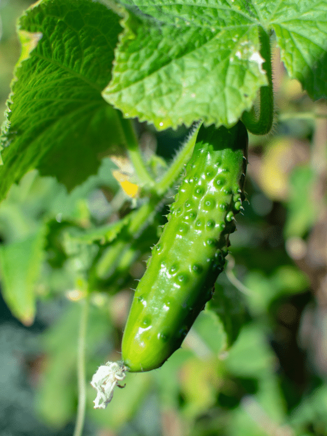 Cucumber Companion Plants Story