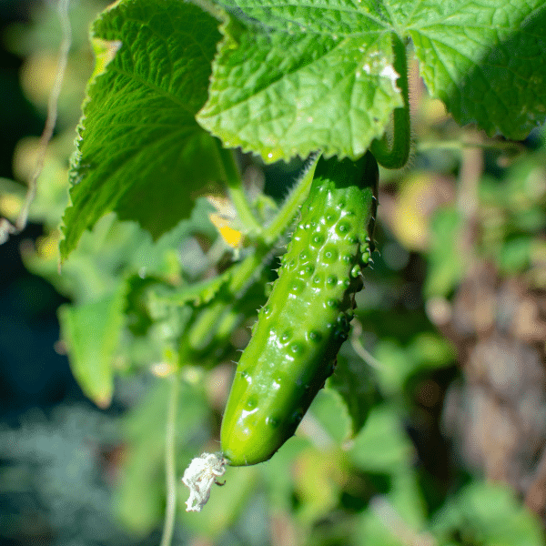 Cucumber Companion Plants · Nourish and Nestle