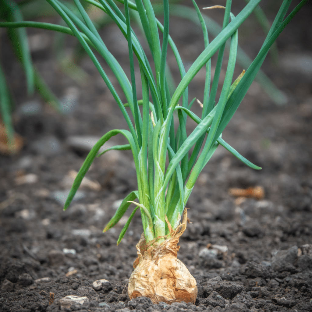 Onions are great carrot companion plants.