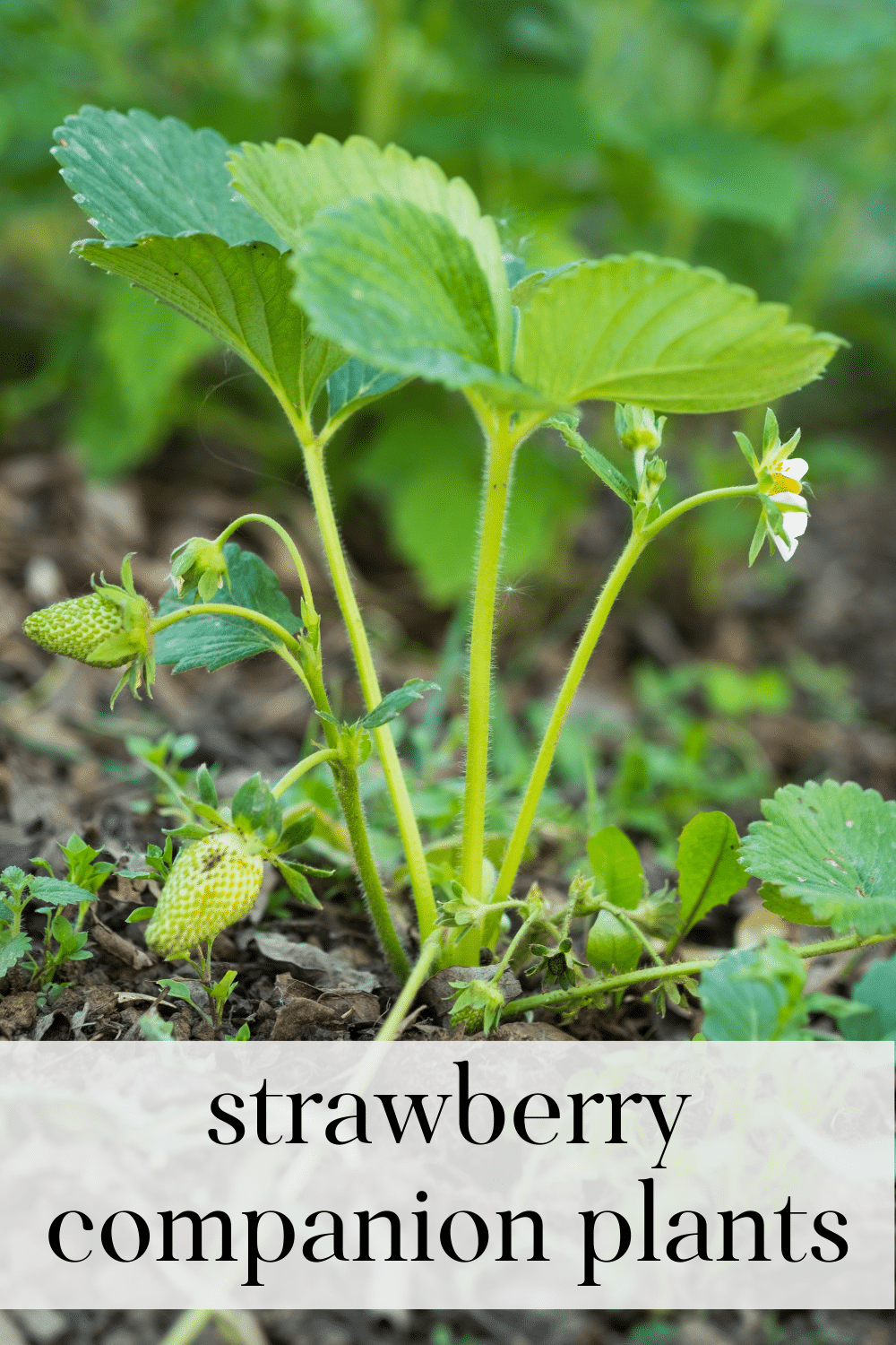 Strawberry Companion Plants · Nourish and Nestle