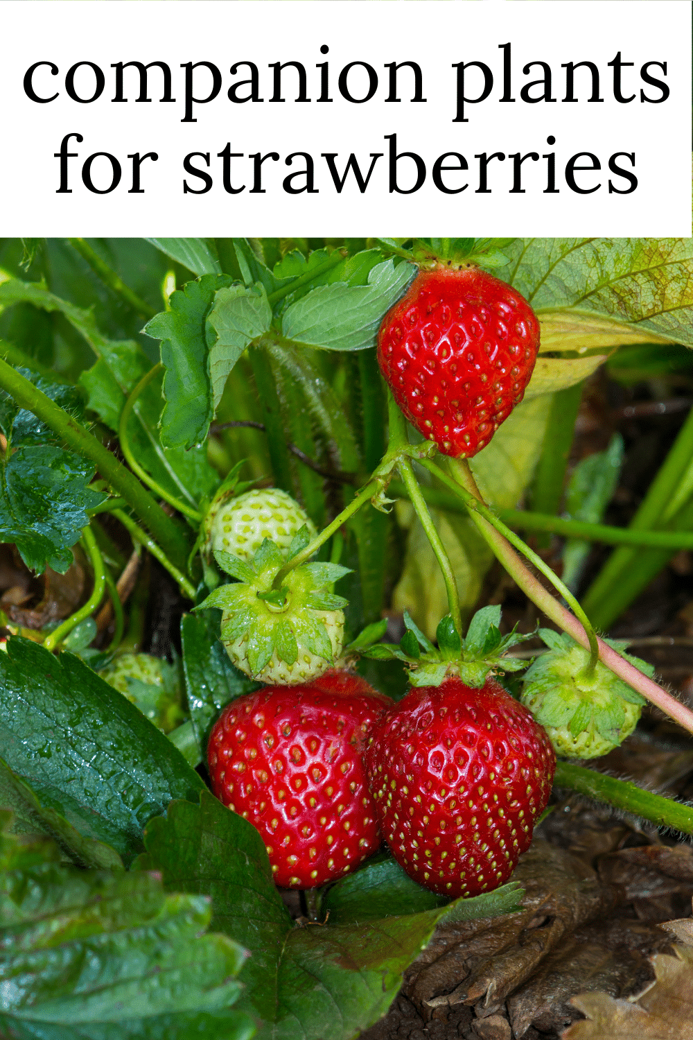 Strawberry Companion Plants · Nourish and Nestle