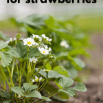 Growing strawberries with white blooms.