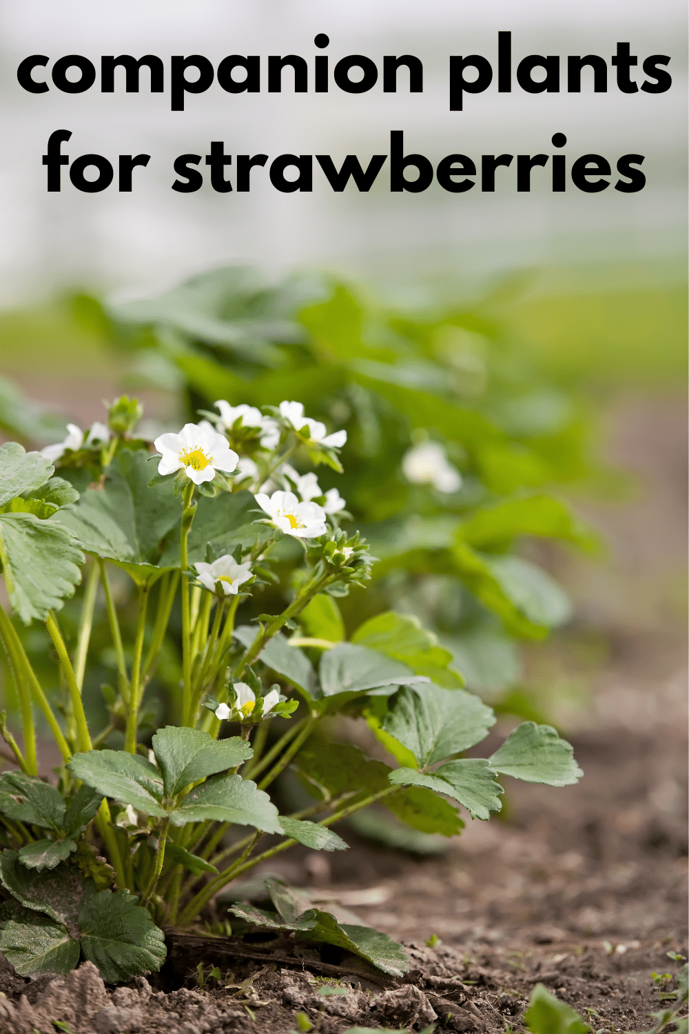 Strawberry Companion Plants · Nourish and Nestle