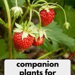 Strawberries growing on a plant.