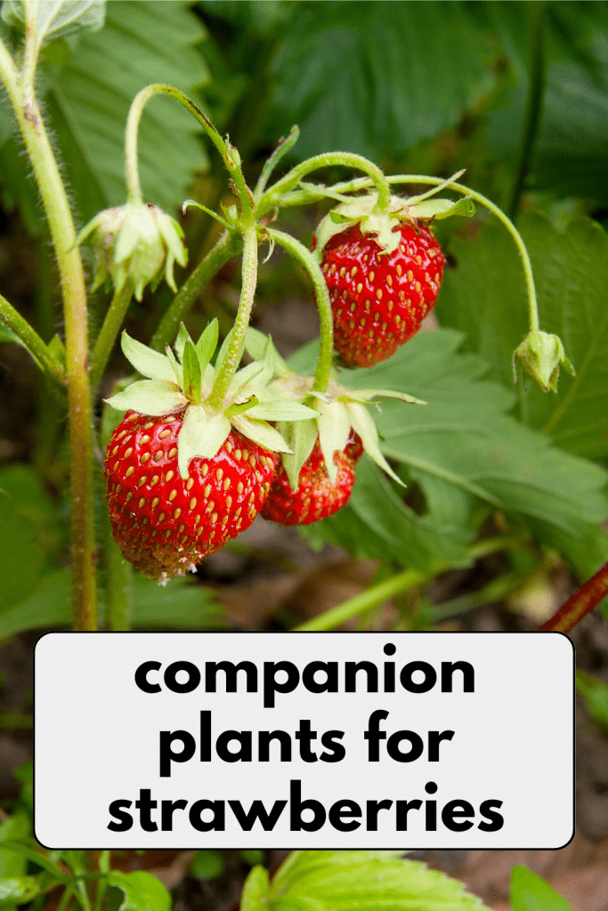 Strawberries growing on a plant.