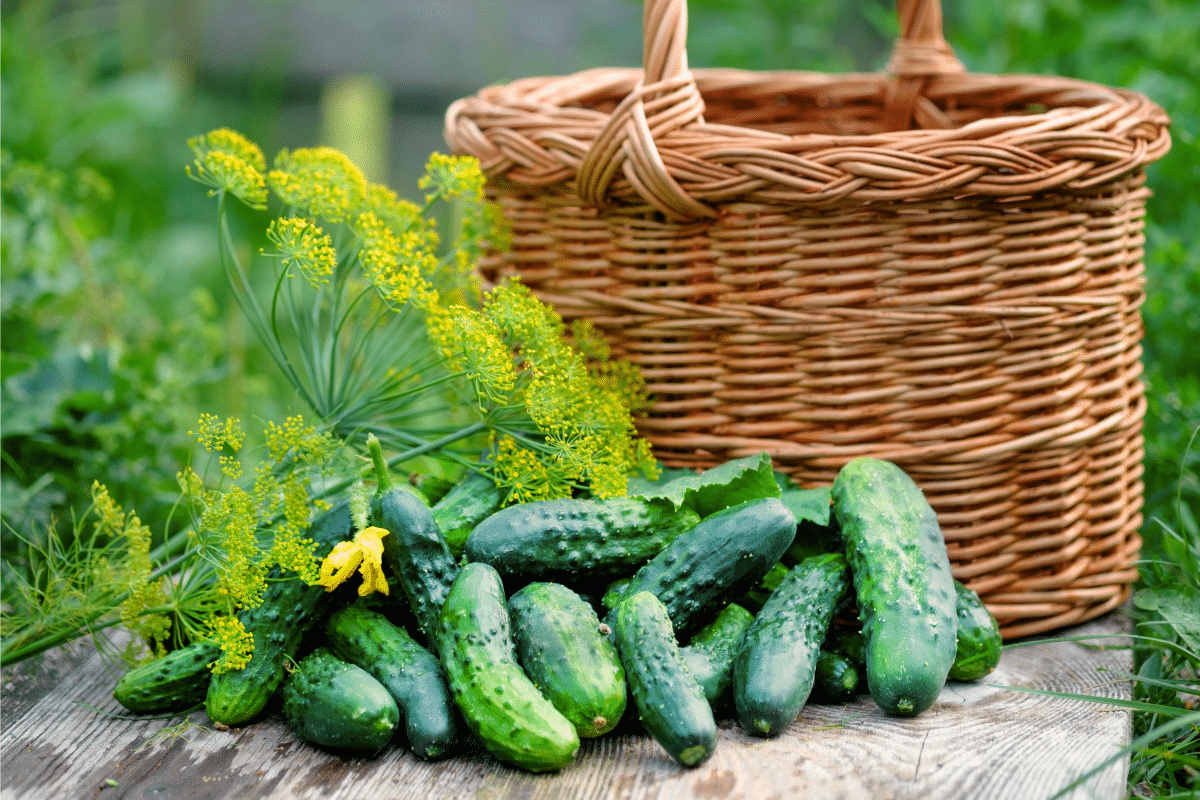 Cucumber Companion Plants