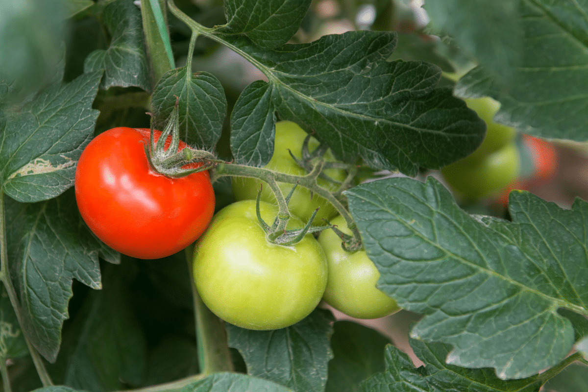 Tomato Companion Plants