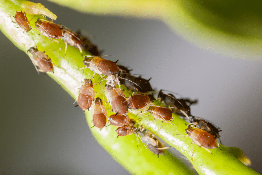 Aphids on a stem.
