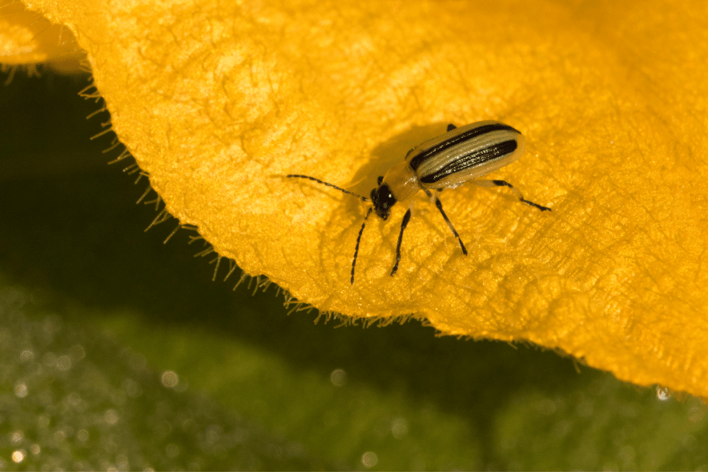 Cucumber beetles are one of the pests repelled by some cucumber companion plants.