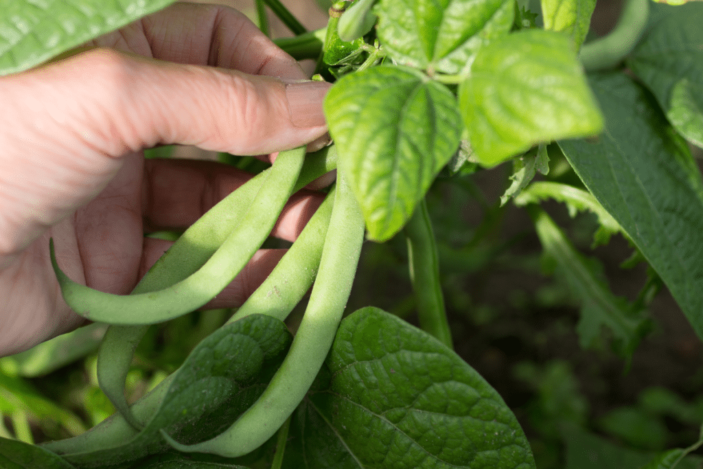 Hand holding beans on a bean plant.